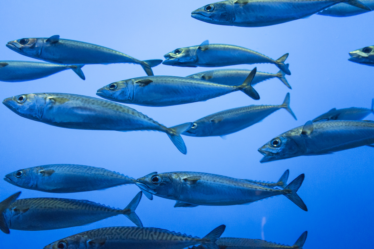 Four Possible Climate Futures for West Coast Fisheries