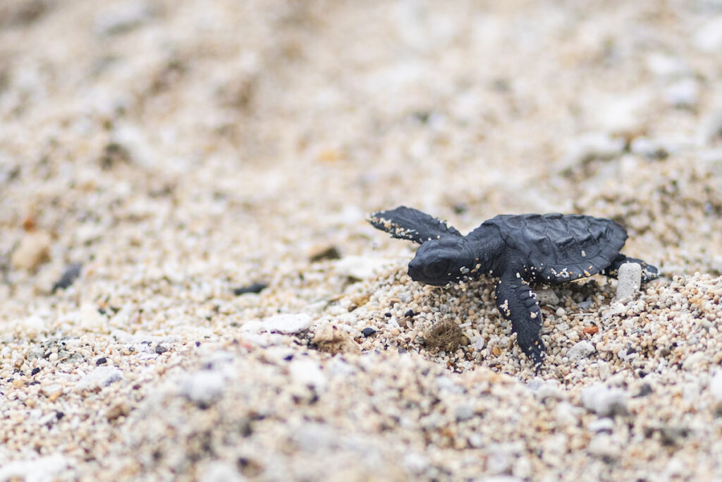 Close-up of an Olive Ridley hatchling crawling across a pebble beach.
