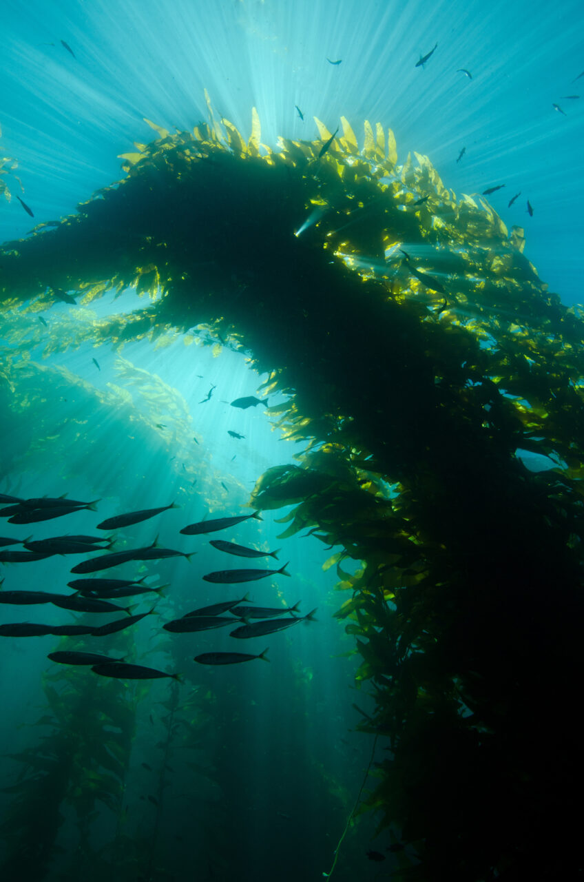 Kelp forest with fish_OC 109396