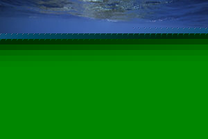 humpback whales