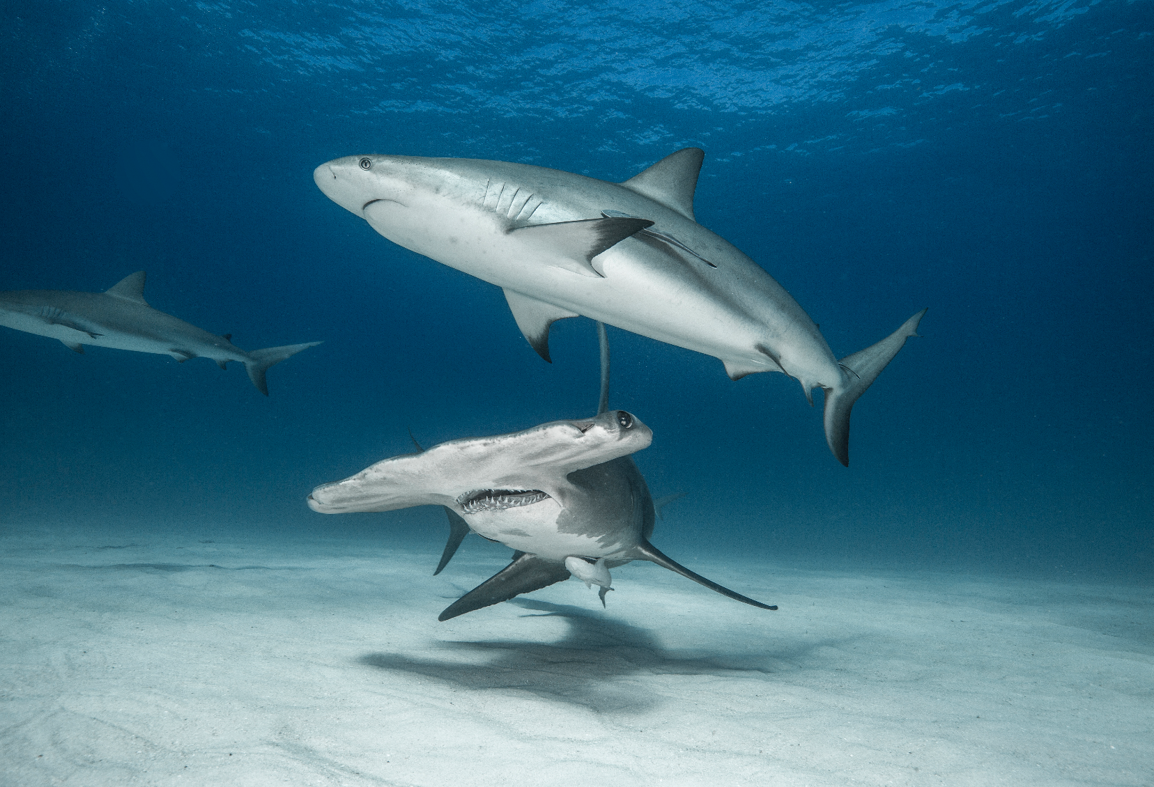 hammerhead and other