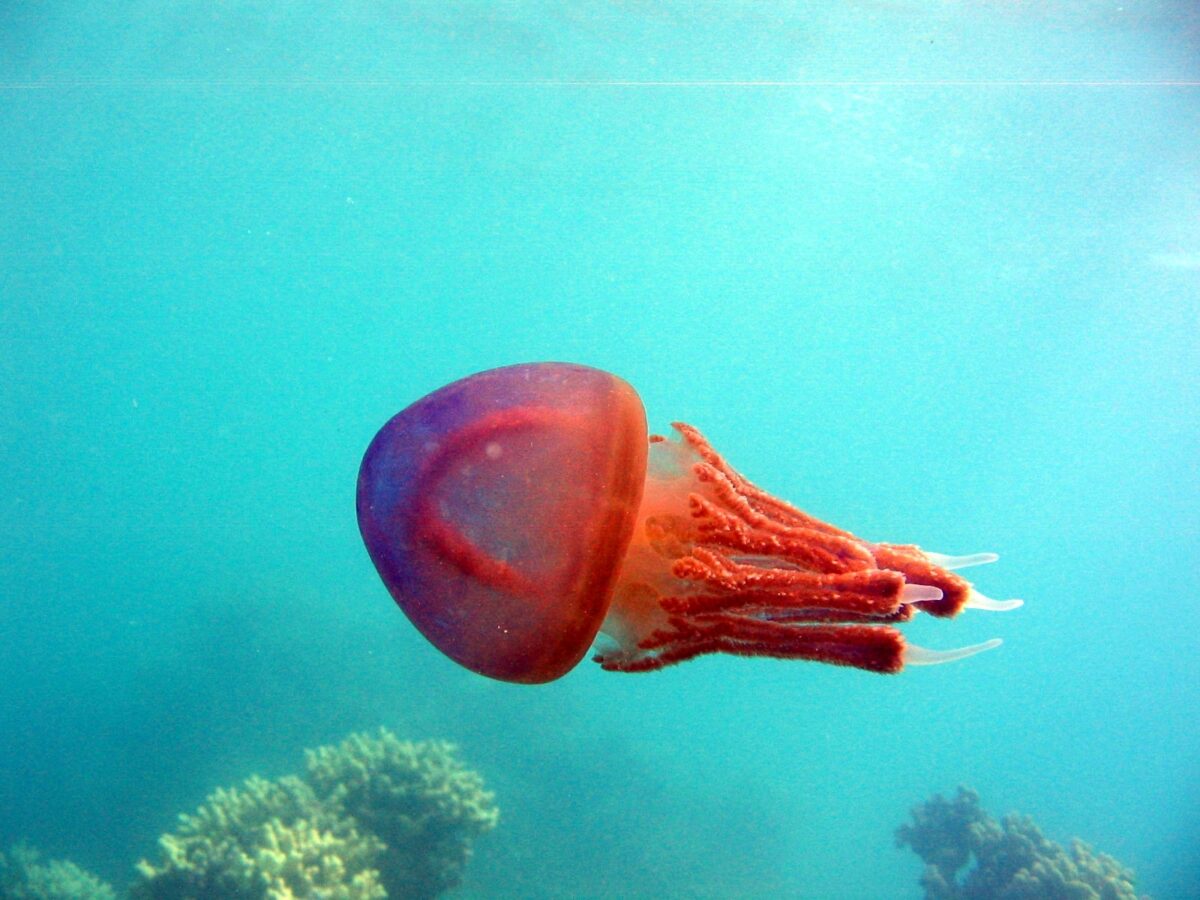 A bright red and orange sea jelly in green-blue waters.