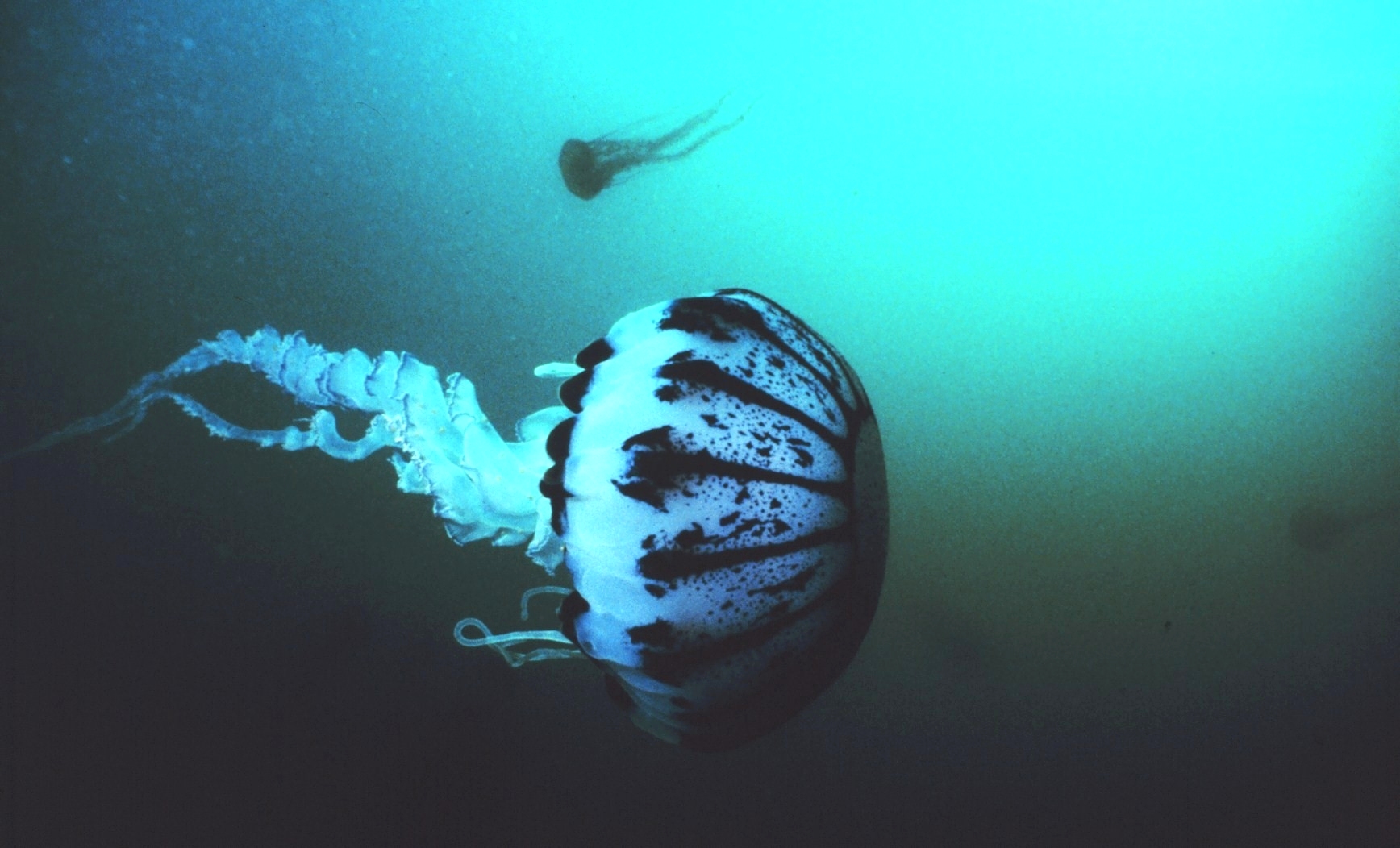 A purple striped sea jelly in cloudy, green-blue waters.