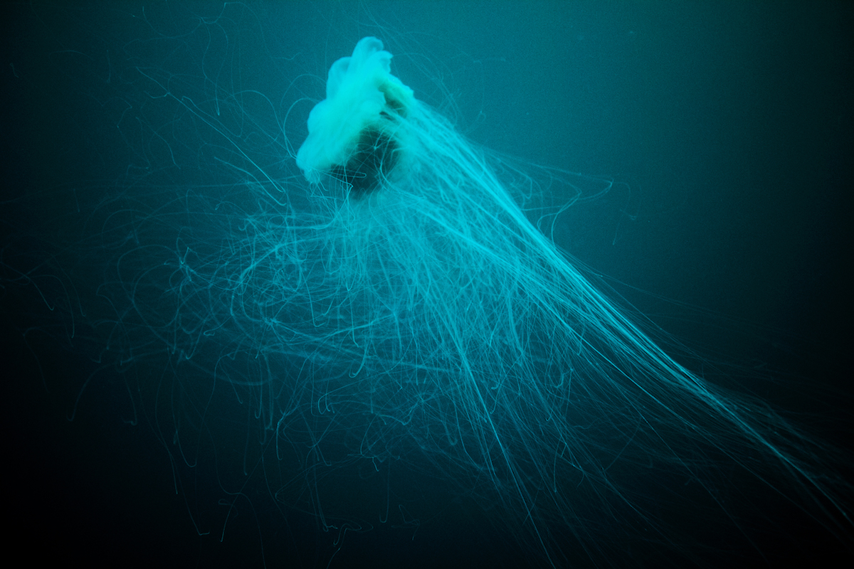A sea jelly with long, stringy tentacles in a cloudy, blue sea.