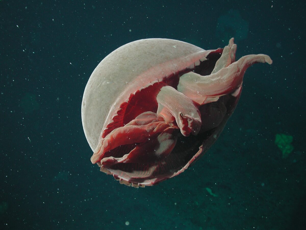 A pink and brown colored sea jelly in dark green water.