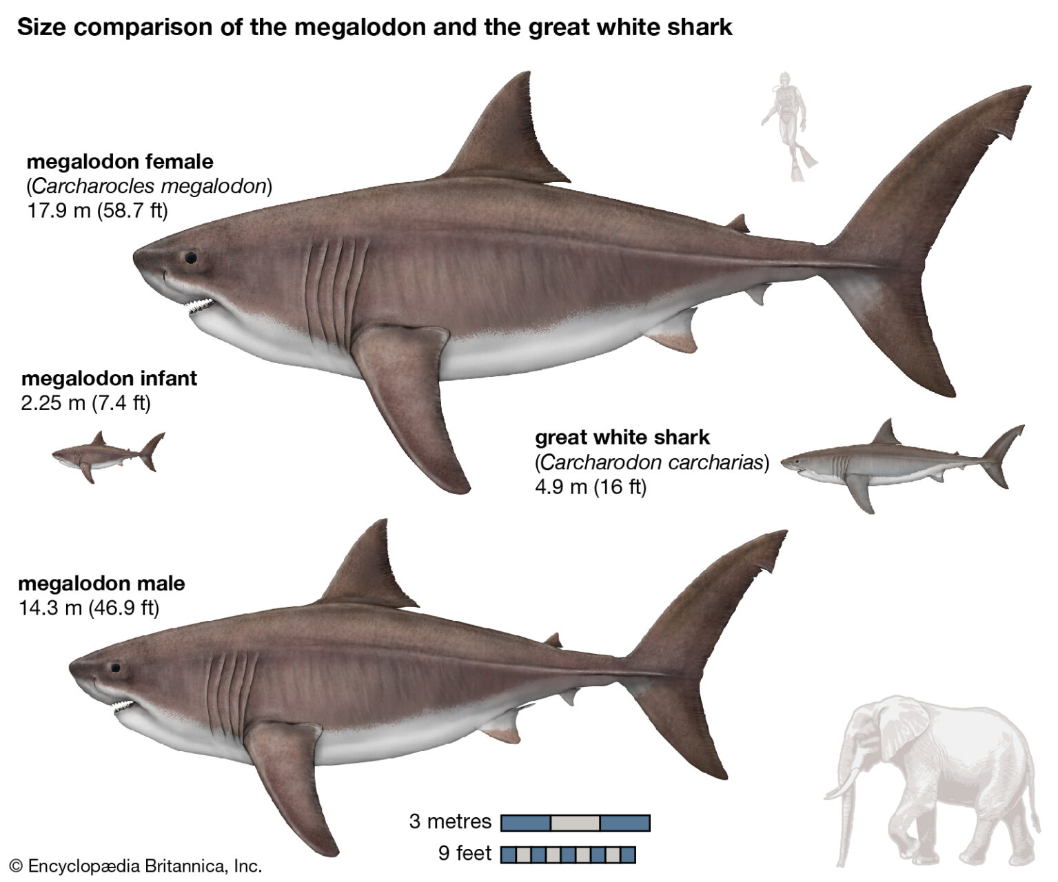 7 Mega Wild Facts About the Megalodon - Ocean Conservancy