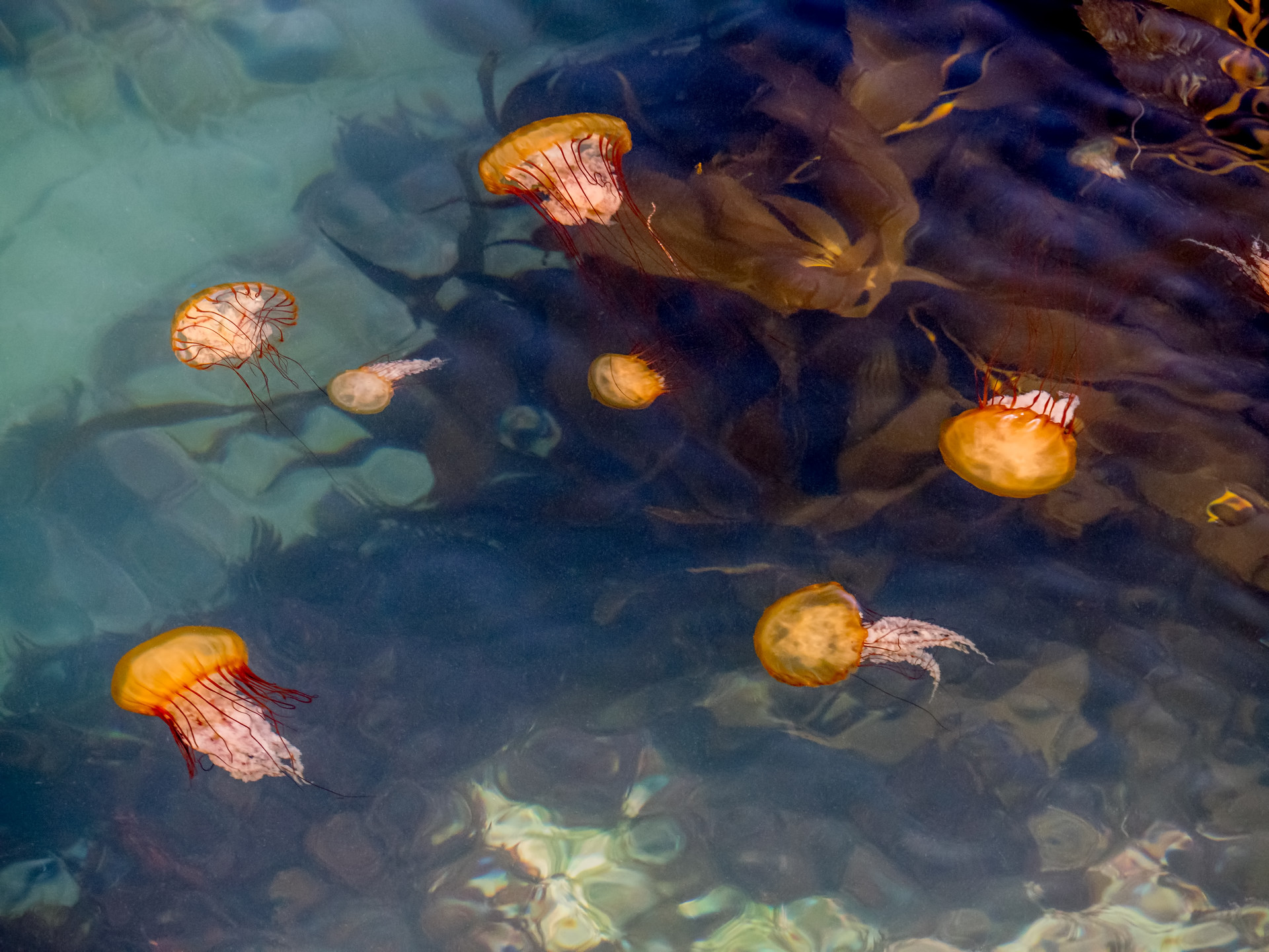 A small bloom of orange sea jellies floating along the surface of clear, shallow water with a large patch of seaweed.