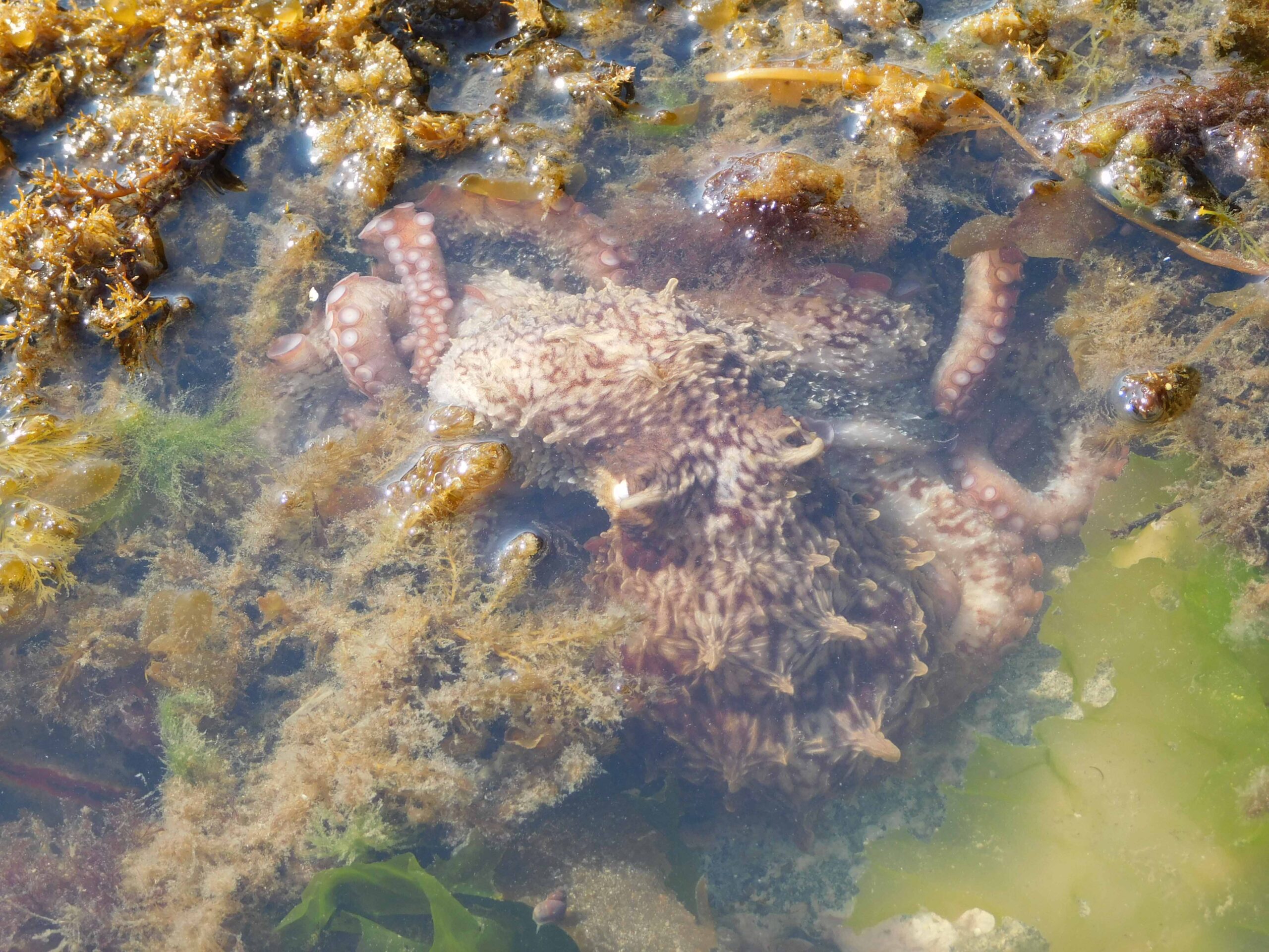 Young Pacific octopus in a tidepool