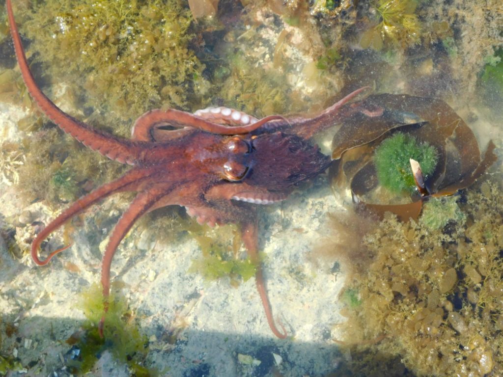 Young Pacific octopus in a tidepool