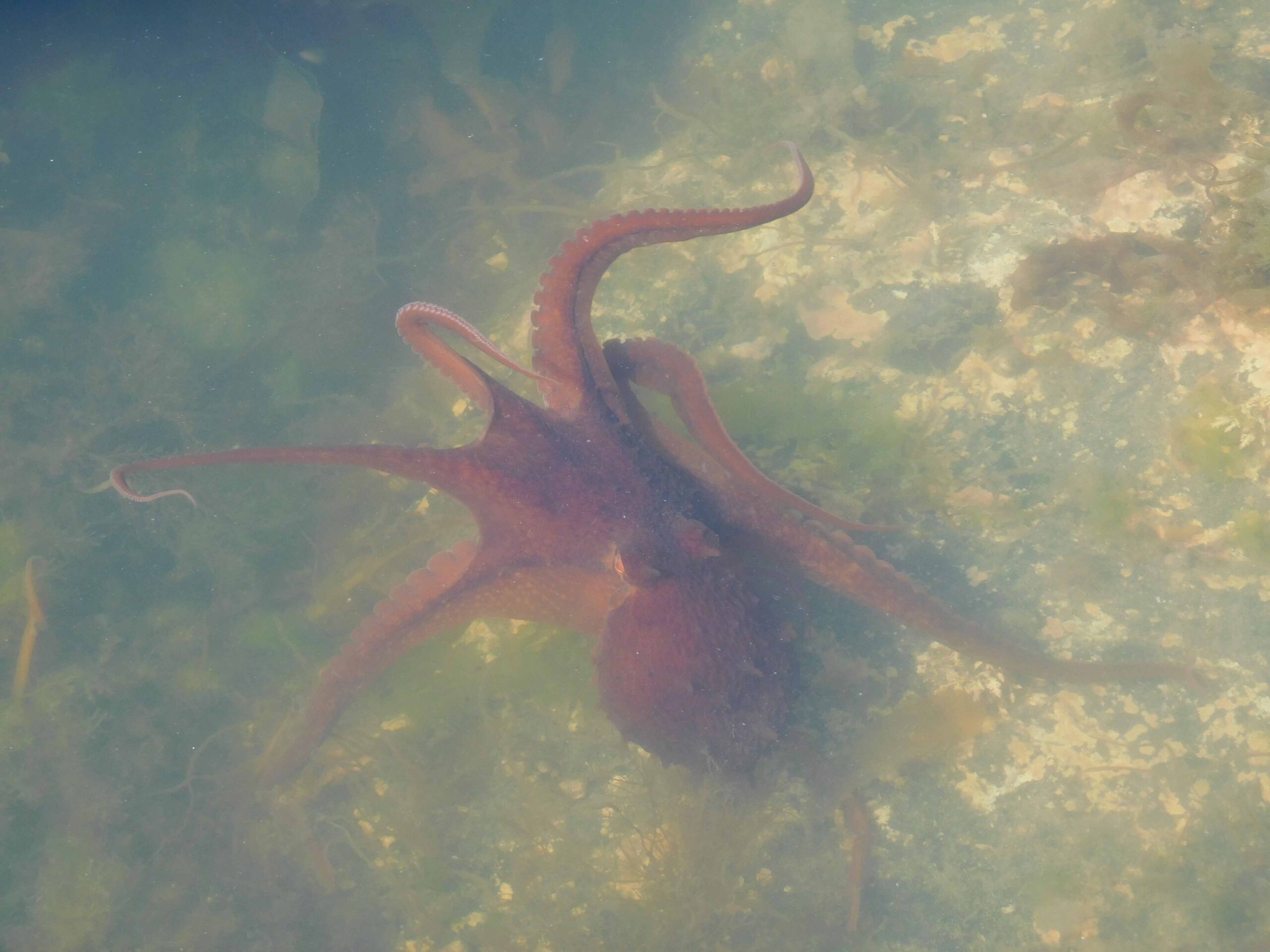Young Pacific octopus in a tidepool