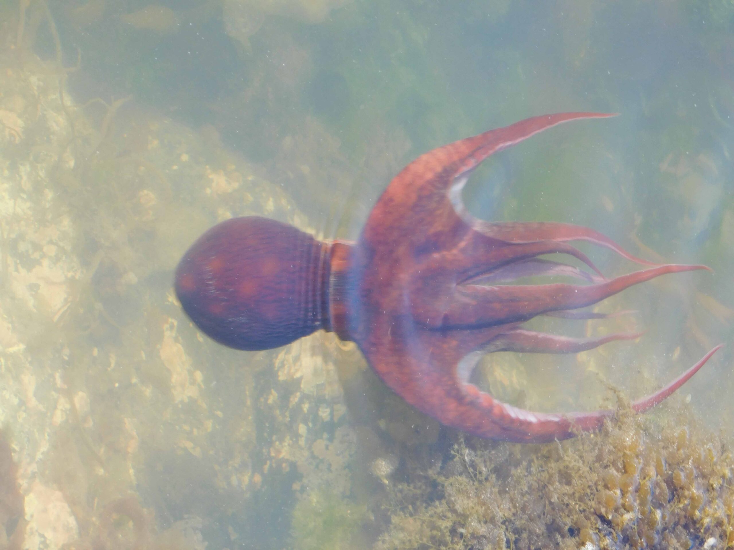 Young Pacific octopus in a tidepool