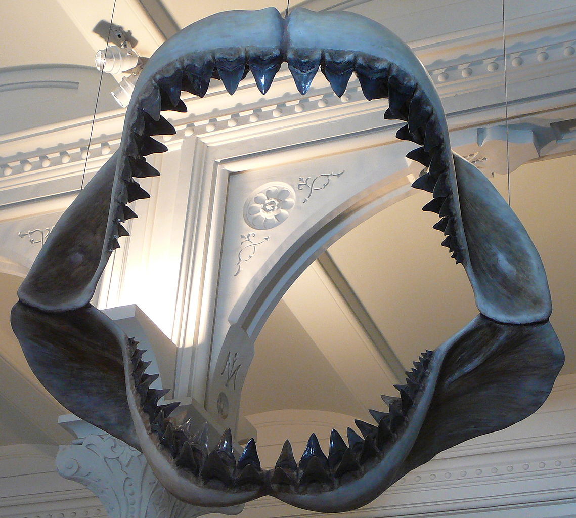 7 Mega Wild Facts About the Megalodon - Ocean Conservancy
