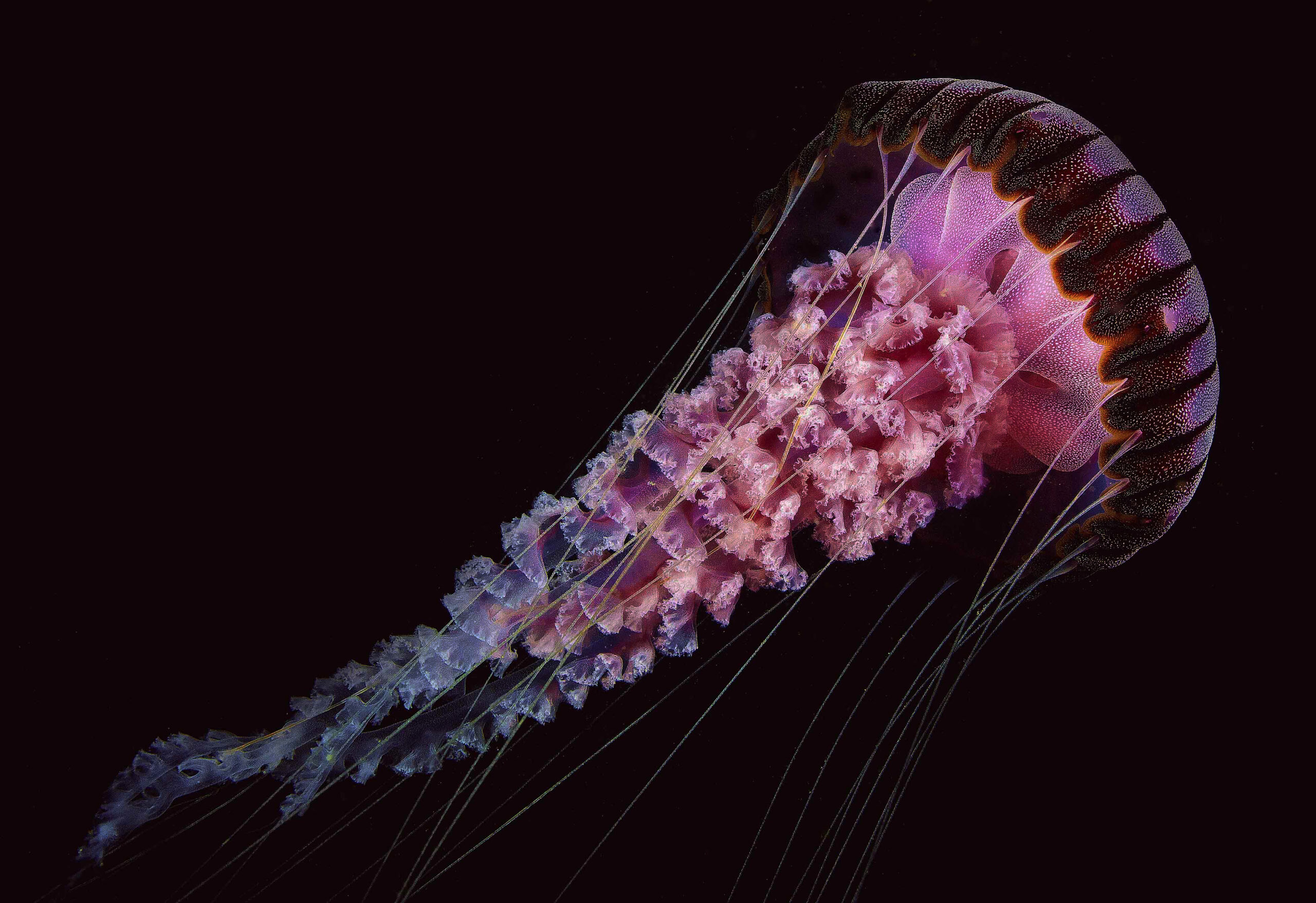 A glowing, purple sea jelly on a black background.