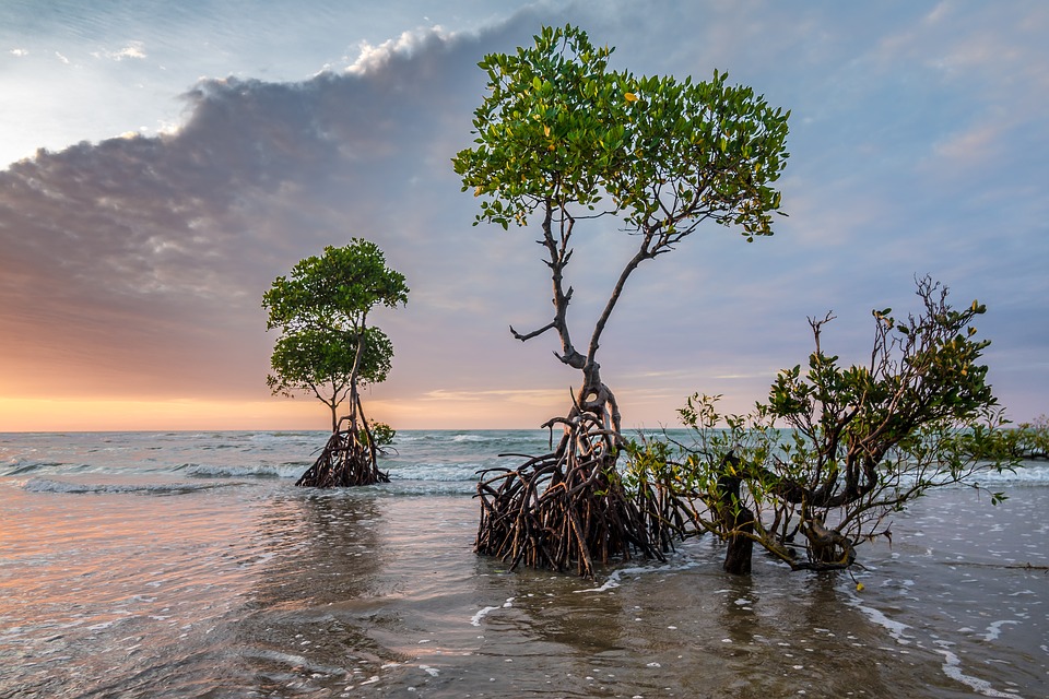 Why Are Mangroves Important Ocean Conservancy