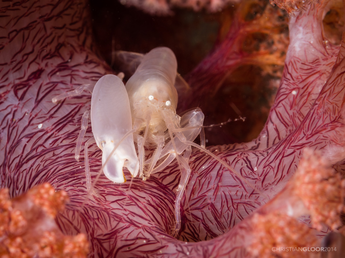 The Real Power of the Pistol Shrimp - Ocean Conservancy