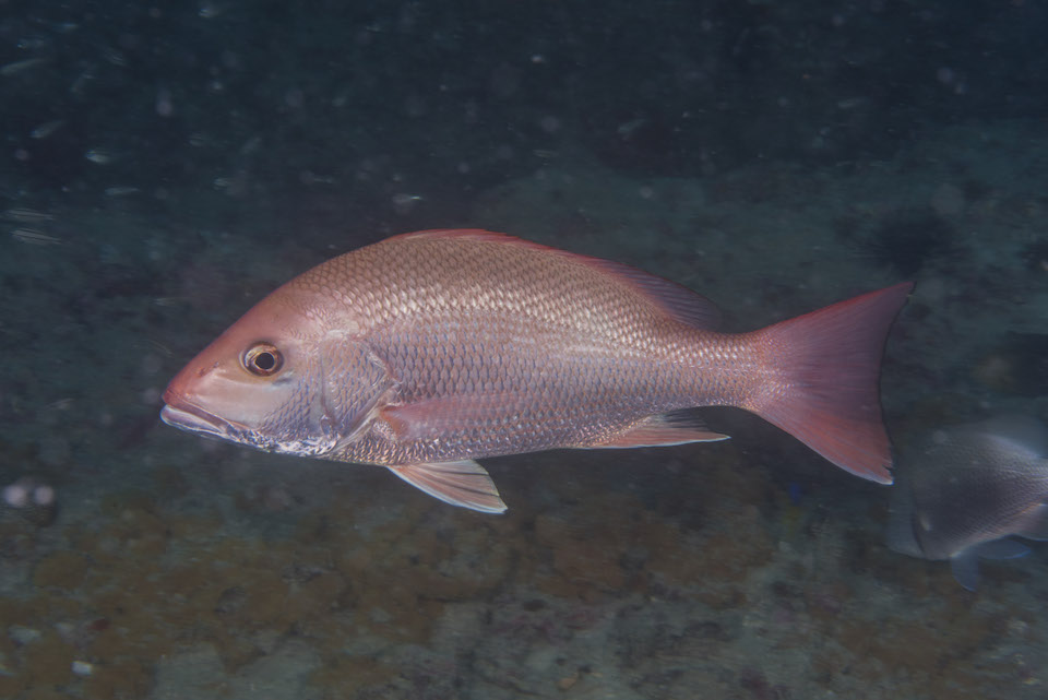 What’s Going on With Gulf of Mexico Red Snapper Management? - Ocean ...