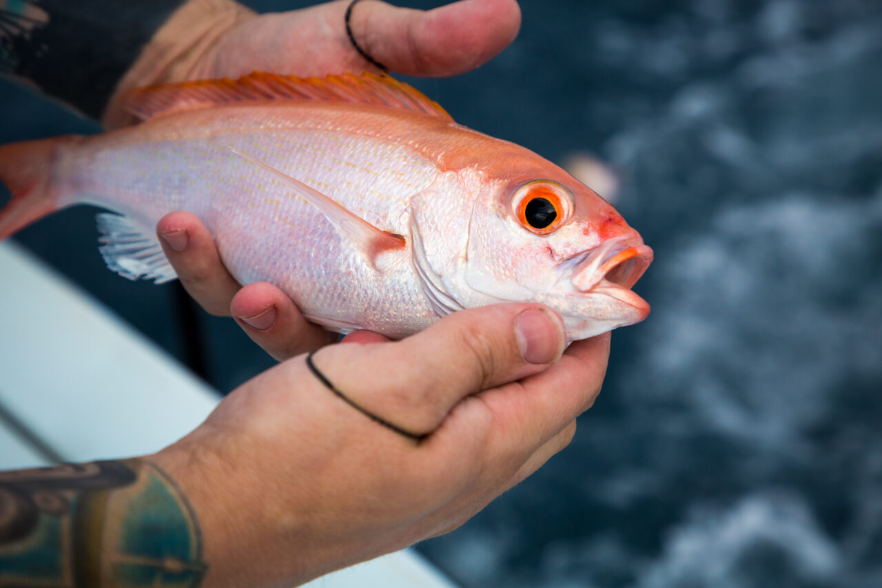 Un pêcheur sportif attrape et relâche un vivaneau.