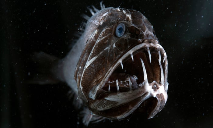 terrifying fish