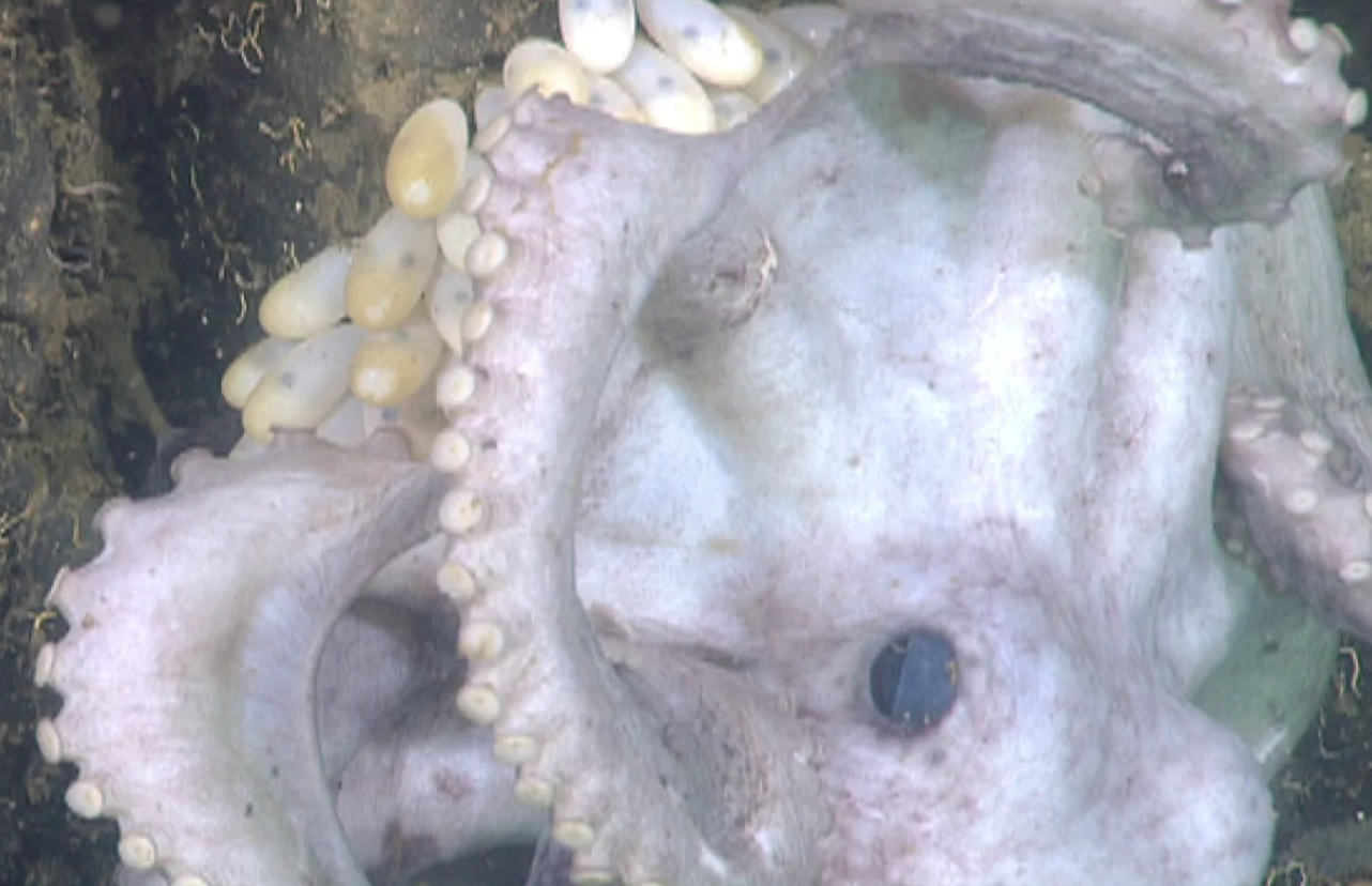 Robison et al, MBARI:PLOS ONE