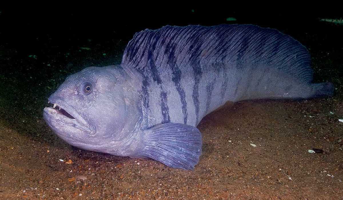 wolf eel scientific name