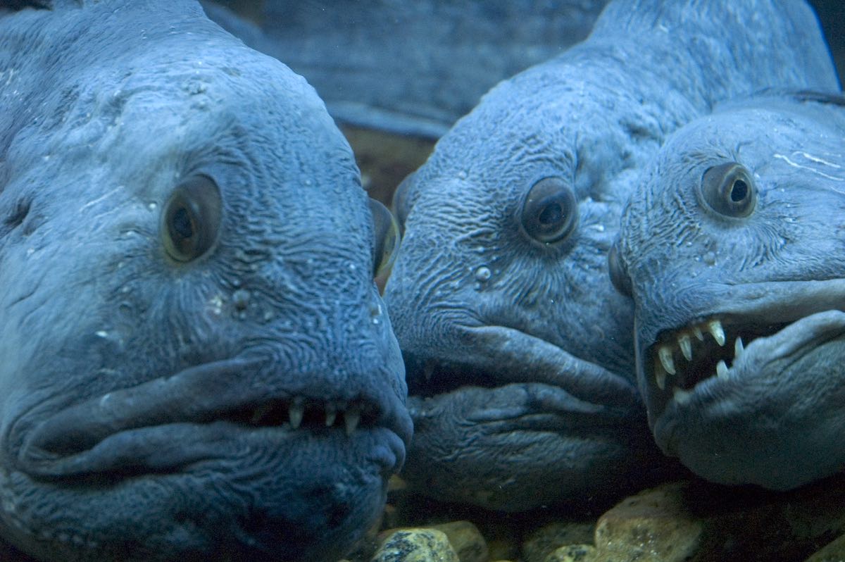 wolf eel face