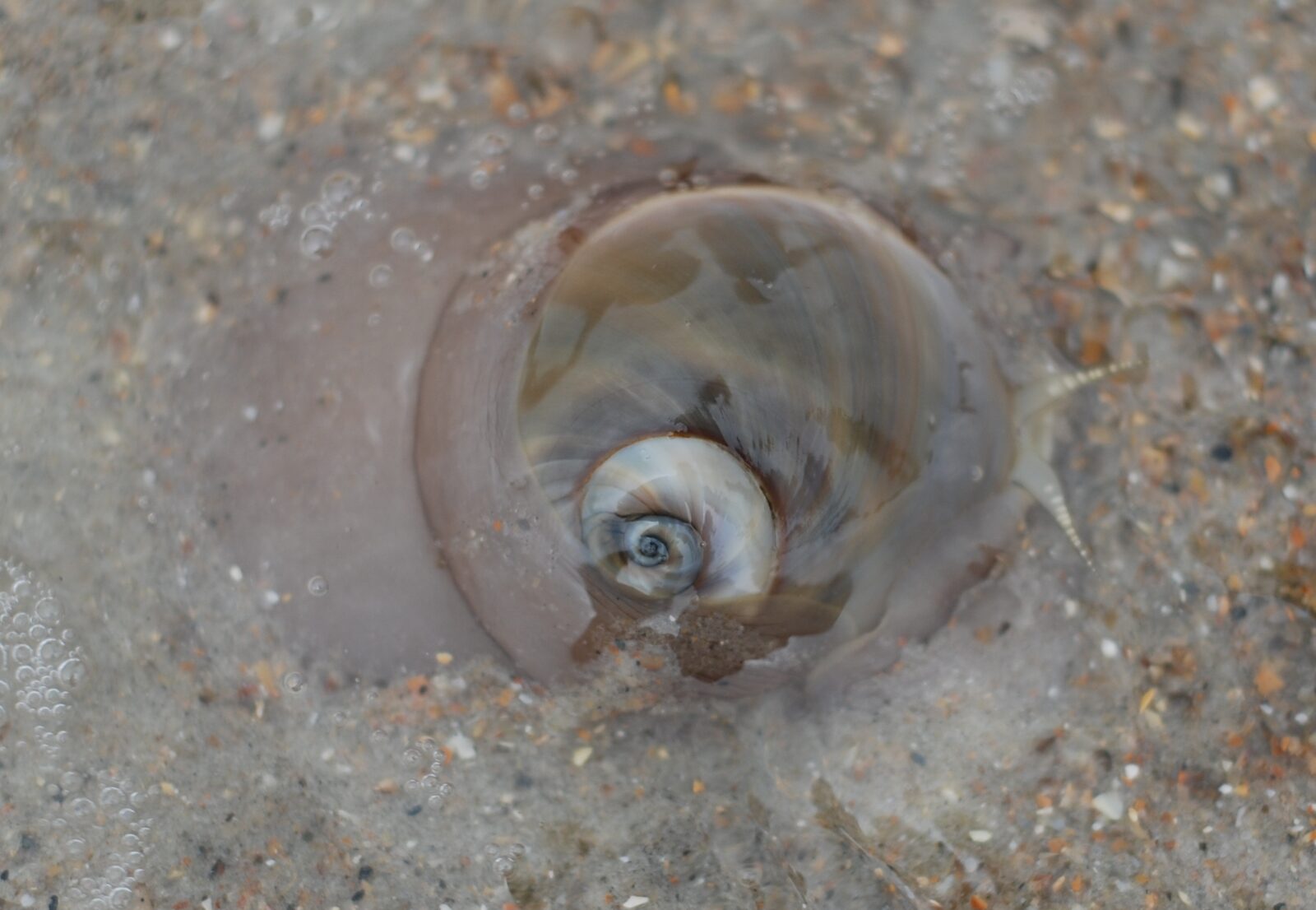Moon snail in shallow, sandy water