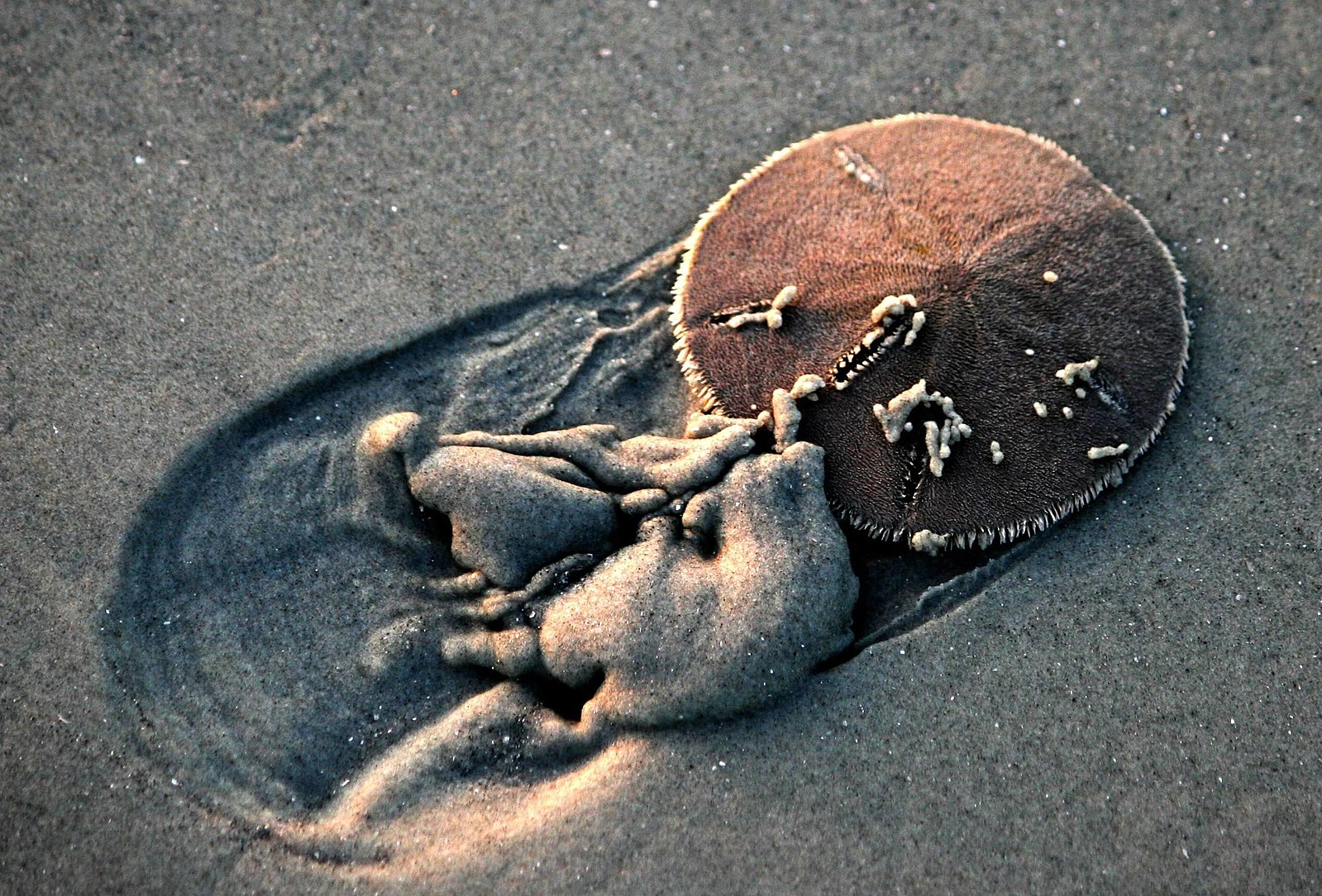 Live Sand Dollar Underwater