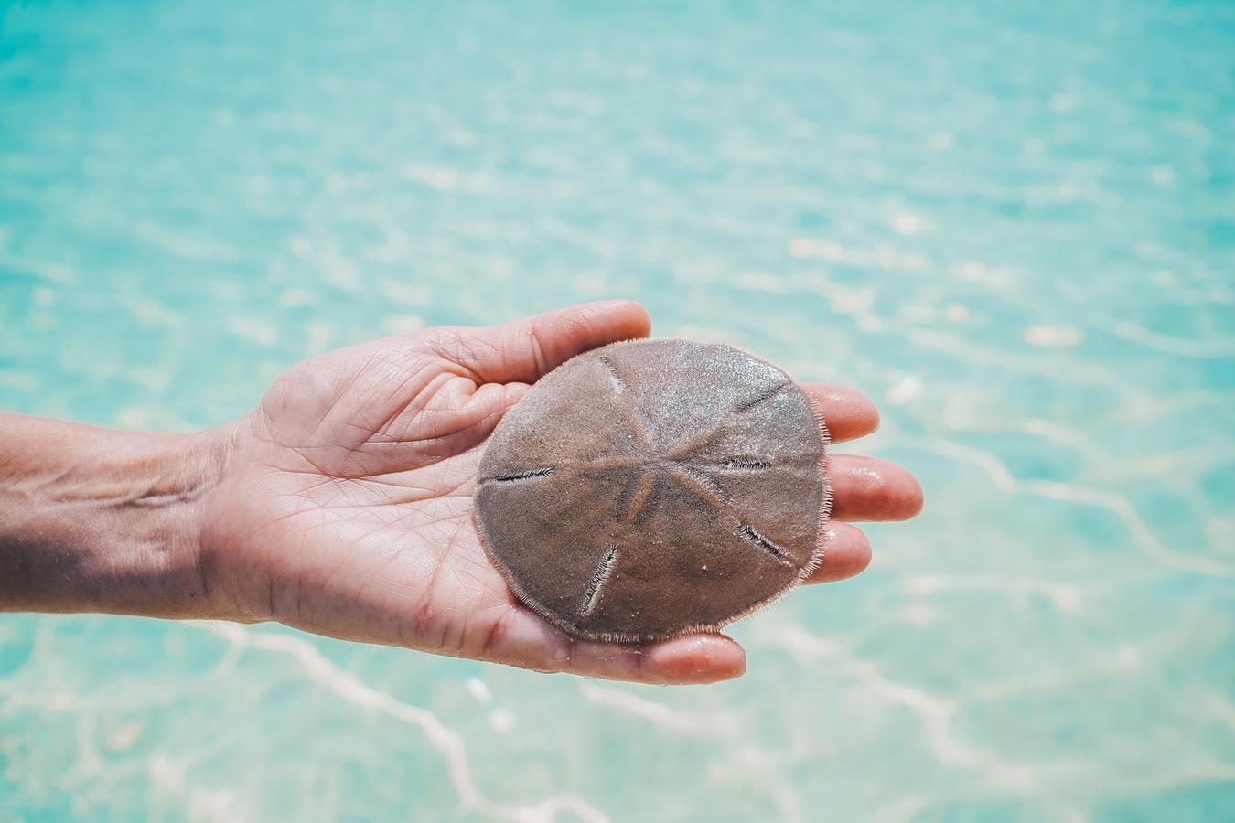 Lacey Williams, Unsplash