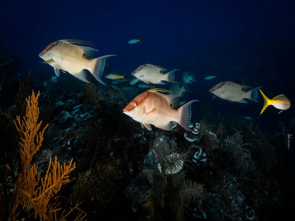 Phillip Hamilton:Coral Reef Image Bank