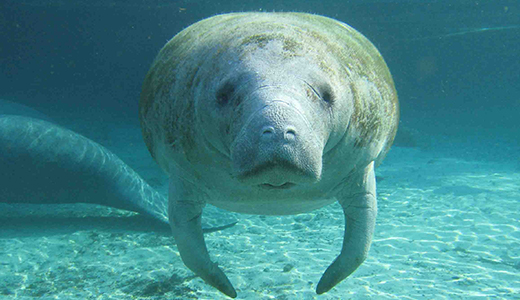 We Must Protect Manatees Ocean Conservancy