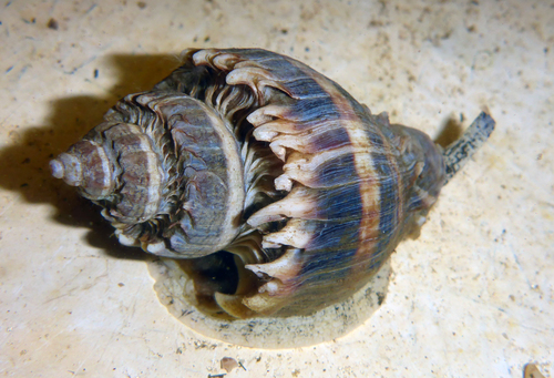 5 Sensational Sea Snail Species - Ocean Conservancy