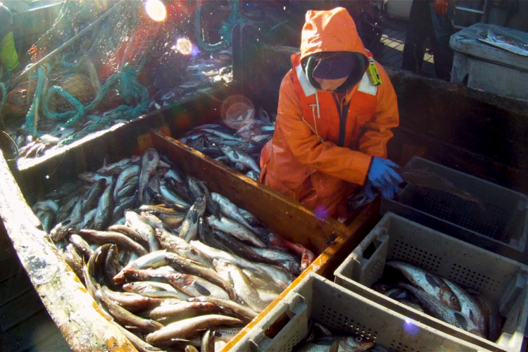 Fisherman sorting through crates of Alaskan pollock