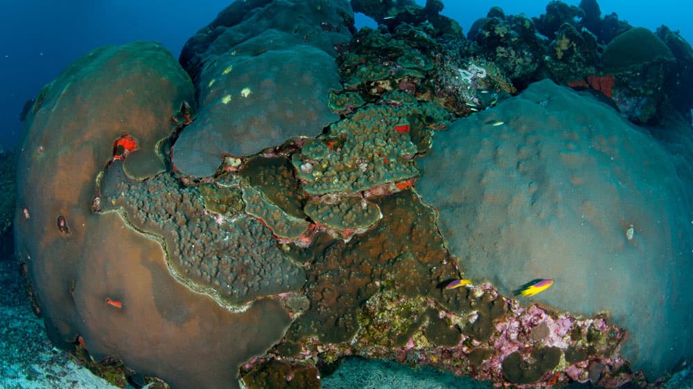 Brown and green hard coral with fish.
