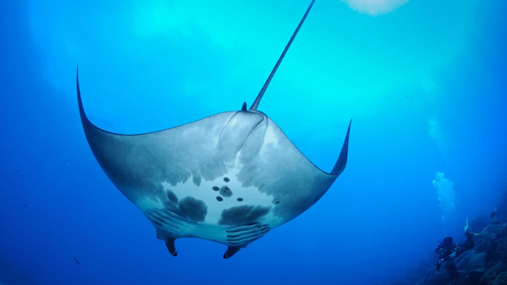 Underside of manta ray in open ocean.