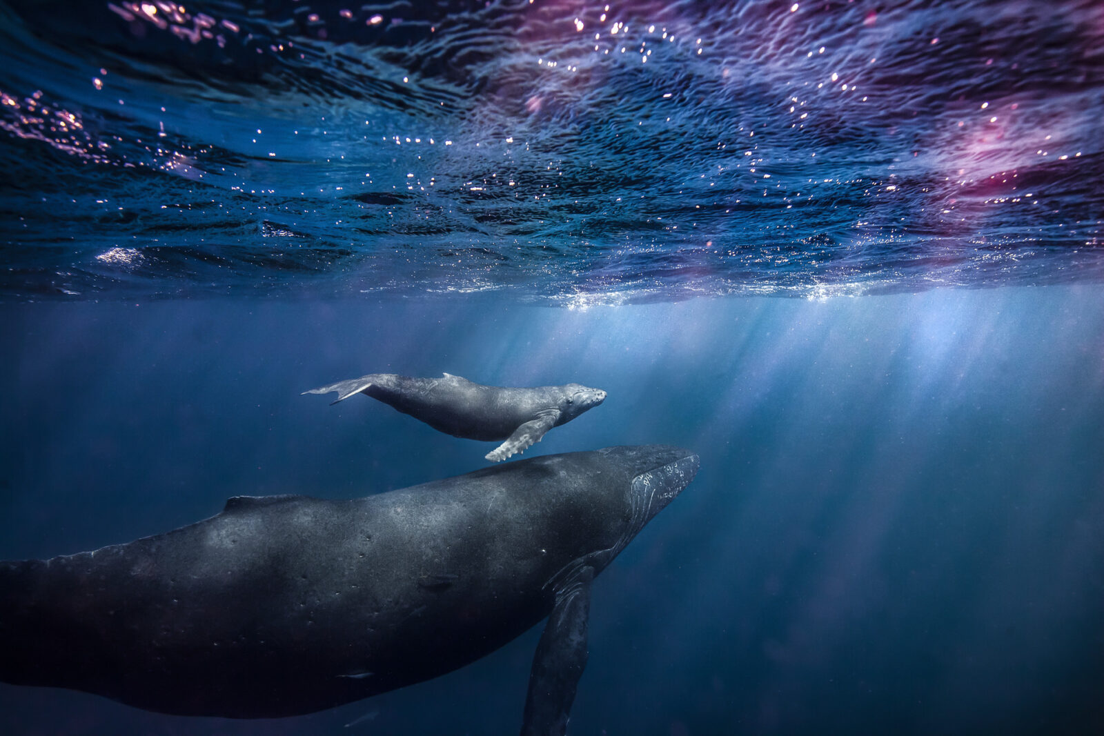 A young humpback calf and their mother cruise along in the warm Hawaiian waters