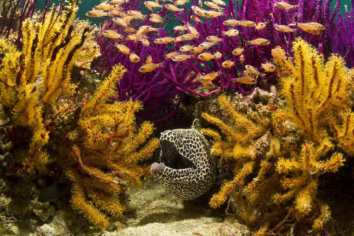 IYORBank_AnimalsontheReef_WarrenBaverstock_01sm