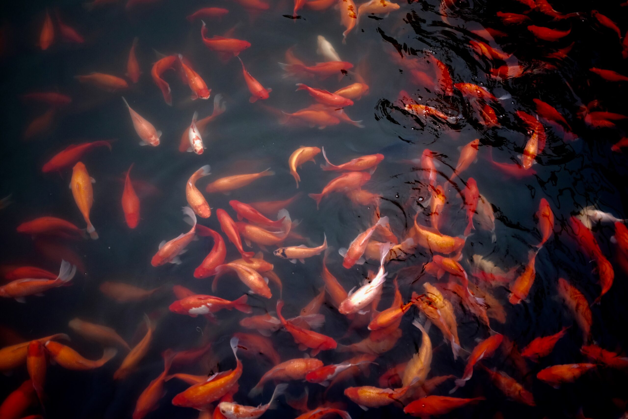 Group of red and orange koi fish in a dark pond.