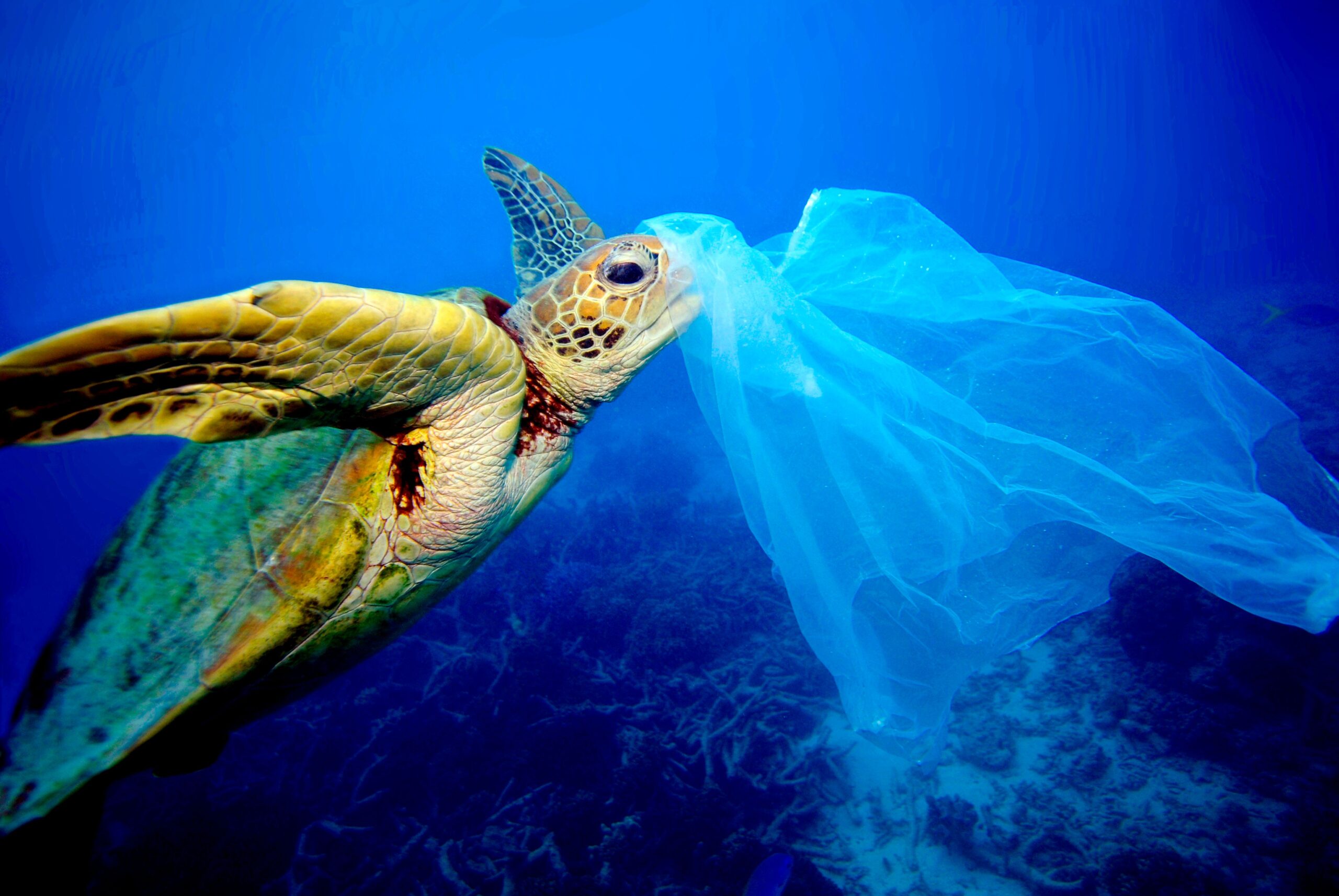 Opportunity to End Plastic Pollution: A Global Agreement