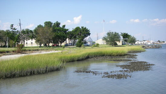 NOAA wetlands oysters coast
