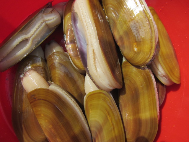 The Great Razor Clam Face-Off. If you want to be a part of razor