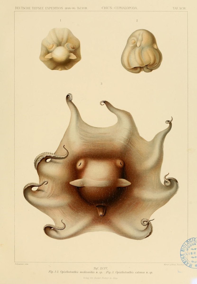 octopus_historical_03