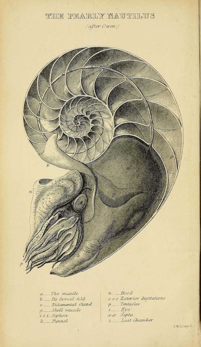octopus_historical_05