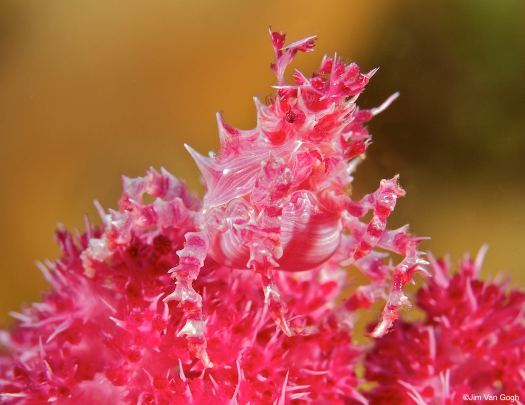soft coral crab jim van goh
