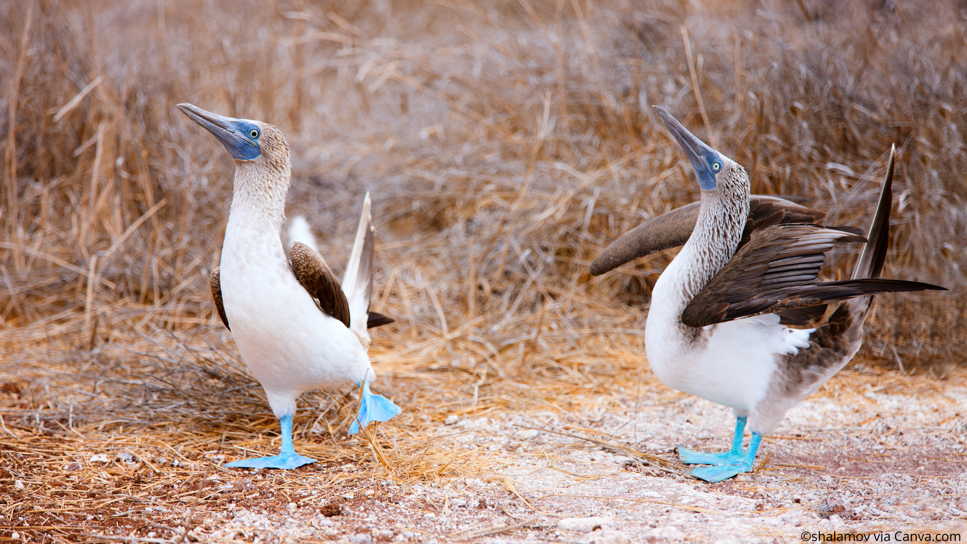 Blue footed boobies