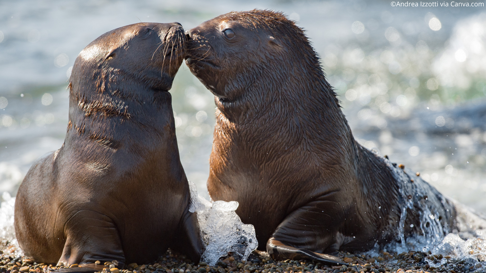 Fur Seal