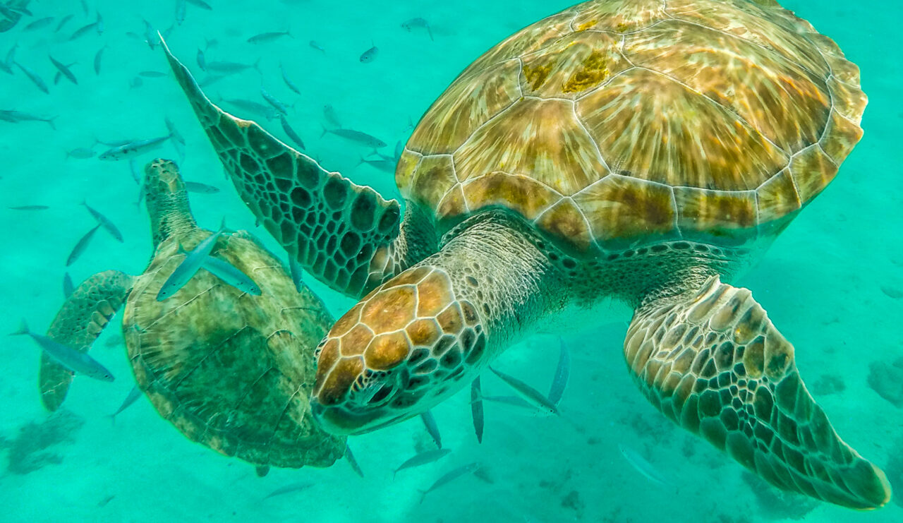 A Rainbow of Sea Creatures to Get You Excited for Spring - Ocean ...