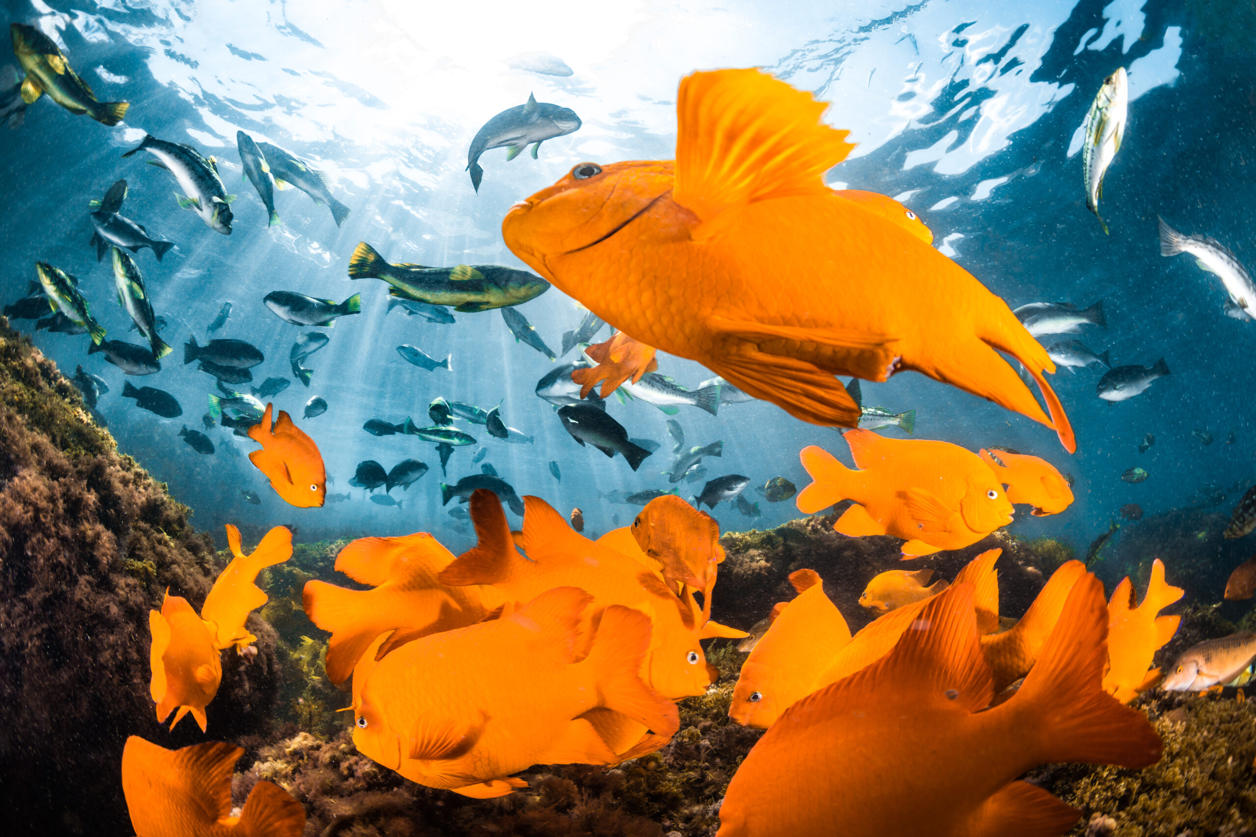 Garibaldi Adam Martin Los Angeles