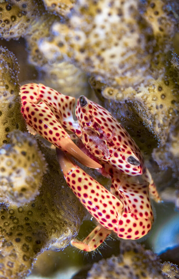 Coral Crab
