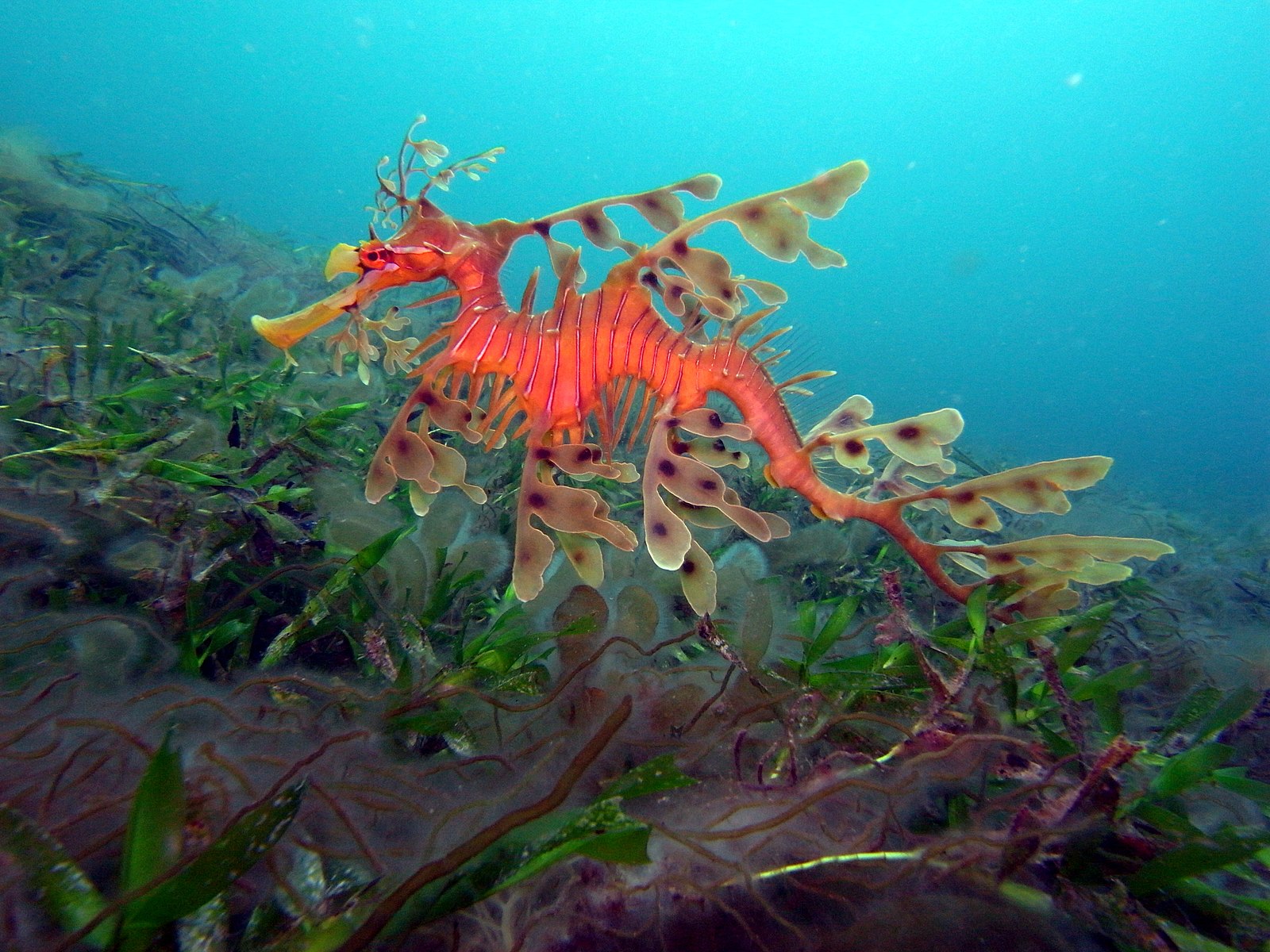 leafy sea dragon