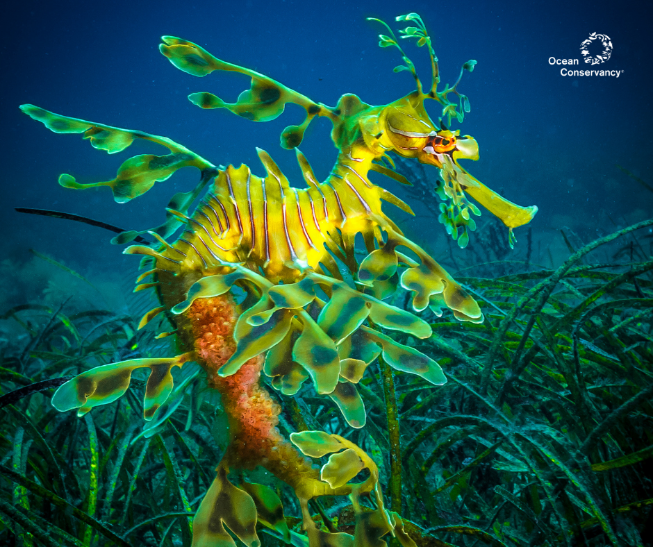 red sea dragon